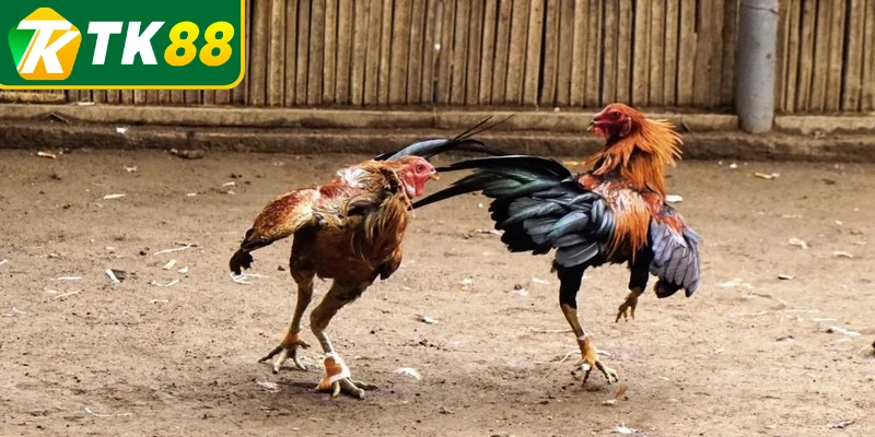 Kiểm tra và đọc kỹ về luật chơi đá gà Kiểm tra và đọc kỹ về luật chơi đá gà